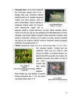 Реферат 'Begoniju aizsardzības projekts begoniju audzēšanai modeļsaimniecībā', 14.