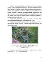 Реферат 'Begoniju aizsardzības projekts begoniju audzēšanai modeļsaimniecībā', 27.