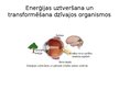 Презентация 'Efektīvs un videi draudzīgs enerģijas lietojums', 10.