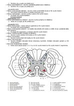Конспект 'Anatomija. Smadzenes un centrālā nervu sistēma', 3.
