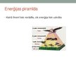 Презентация 'Barības tīkli ekosistēmās un ekoloģiskā piramīda', 12.