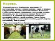 Презентация 'Животные в крестьянском хозяйстве, символика образов, обряды', 5.