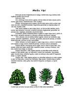 Реферат 'Augu biocenoze jauktu koku mežos', 4.