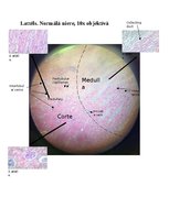 Конспект 'Nieres histoloģija', 1.