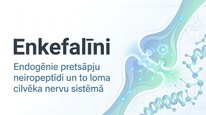 Презентация 'Enkefalīni', 1.
