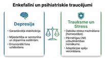 Презентация 'Enkefalīni', 14.