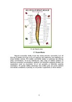 Отчёт по практике 'Prakse ZS "Ciprese" un APP "Dārzkopības institūts"', 9.