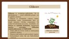 Презентация 'Ogļhidrāti-glikoze', 3.