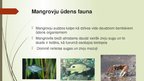 Презентация 'Mangroves', 10.