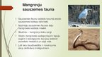 Презентация 'Mangroves', 11.