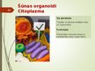 Презентация 'Šūnas organoīdi', 10.