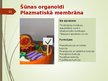 Презентация 'Šūnas organoīdi', 11.
