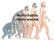 Презентация 'Homo habilis, Homo erectus', 1.