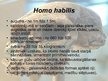 Презентация 'Homo habilis, Homo erectus', 4.