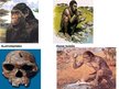 Презентация 'Homo habilis, Homo erectus', 5.