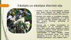 Презентация 'Eikaliptu ēteriska eļla', 2.