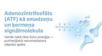 Презентация 'Adenozīntrifosfāts kā smadzeņu un ķermeņa signālmolekula', 1.
