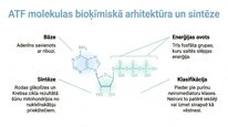 Презентация 'Adenozīntrifosfāts kā smadzeņu un ķermeņa signālmolekula', 4.