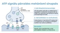 Презентация 'Adenozīntrifosfāts kā smadzeņu un ķermeņa signālmolekula', 5.
