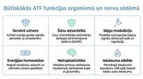 Презентация 'Adenozīntrifosfāts kā smadzeņu un ķermeņa signālmolekula', 6.