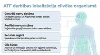 Презентация 'Adenozīntrifosfāts kā smadzeņu un ķermeņa signālmolekula', 7.