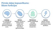 Презентация 'Adenozīntrifosfāts kā smadzeņu un ķermeņa signālmolekula', 13.