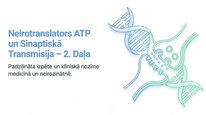 Презентация 'Adenozīntrifosfāts kā smadzeņu un ķermeņa signālmolekula', 14.