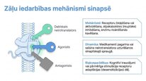 Презентация 'Adenozīntrifosfāts kā smadzeņu un ķermeņa signālmolekula', 17.