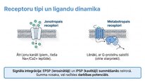 Презентация 'Adenozīntrifosfāts kā smadzeņu un ķermeņa signālmolekula', 18.