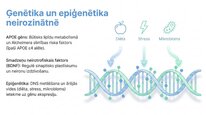 Презентация 'Adenozīntrifosfāts kā smadzeņu un ķermeņa signālmolekula', 22.