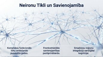 Презентация 'Pusaudžu smadzeņu neirobioloģija', 7.