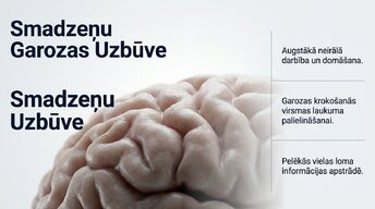Презентация 'Pusaudžu smadzeņu neirobioloģija', 8.