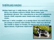 Презентация 'Haski suņi', 4.