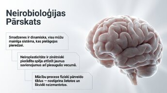 Презентация 'Jaunu prasmju apguves neirobioloģija', 2.
