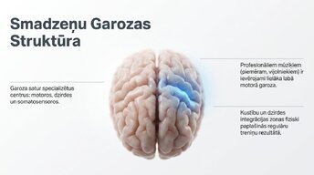 Презентация 'Jaunu prasmju apguves neirobioloģija', 4.