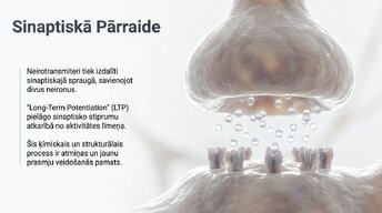 Презентация 'Jaunu prasmju apguves neirobioloģija', 7.