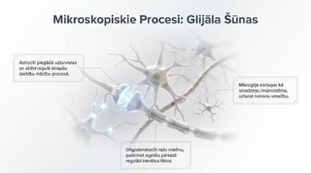 Презентация 'Jaunu prasmju apguves neirobioloģija', 8.