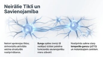 Презентация 'Jaunu prasmju apguves neirobioloģija', 9.