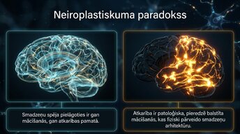 Презентация 'Neiroplastiskuma loma atkarības veidošanā un atveseļošanās procesā', 2.