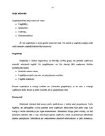 Дипломная 'SIA "Koks" saimnieciskās darbības analīze un perspektīvas', 13.