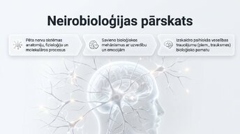 Презентация 'Kognitīvo funkciju un smadzeņu arhitektūras izmaiņas', 2.