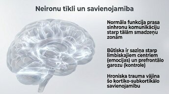 Презентация 'Kognitīvo funkciju un smadzeņu arhitektūras izmaiņas', 9.