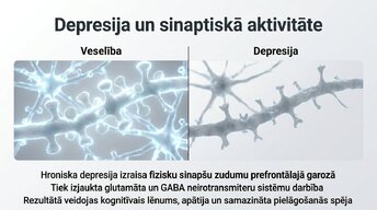 Презентация 'Kognitīvo funkciju un smadzeņu arhitektūras izmaiņas', 11.