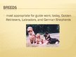 Презентация 'Guide Dogs', 8.