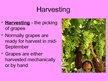 Презентация 'Winemaking', 6.