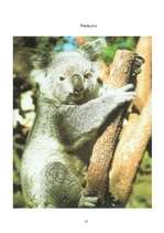 Реферат 'Koalas', 17.