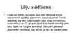 Презентация 'Liliju dzimta', 12.