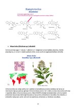 Реферат 'Alkaloīdu biosintēze augos', 13.