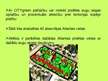 Презентация 'Pilsētu zaļumu zonu saglabāšana', 10.