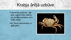 Презентация 'Krabji - vēžu klase', 4.